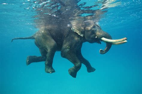 Can elephants swim. Things To Know About Can elephants swim. 